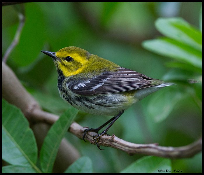 _6SB1301 black-throated green warbler.jpg